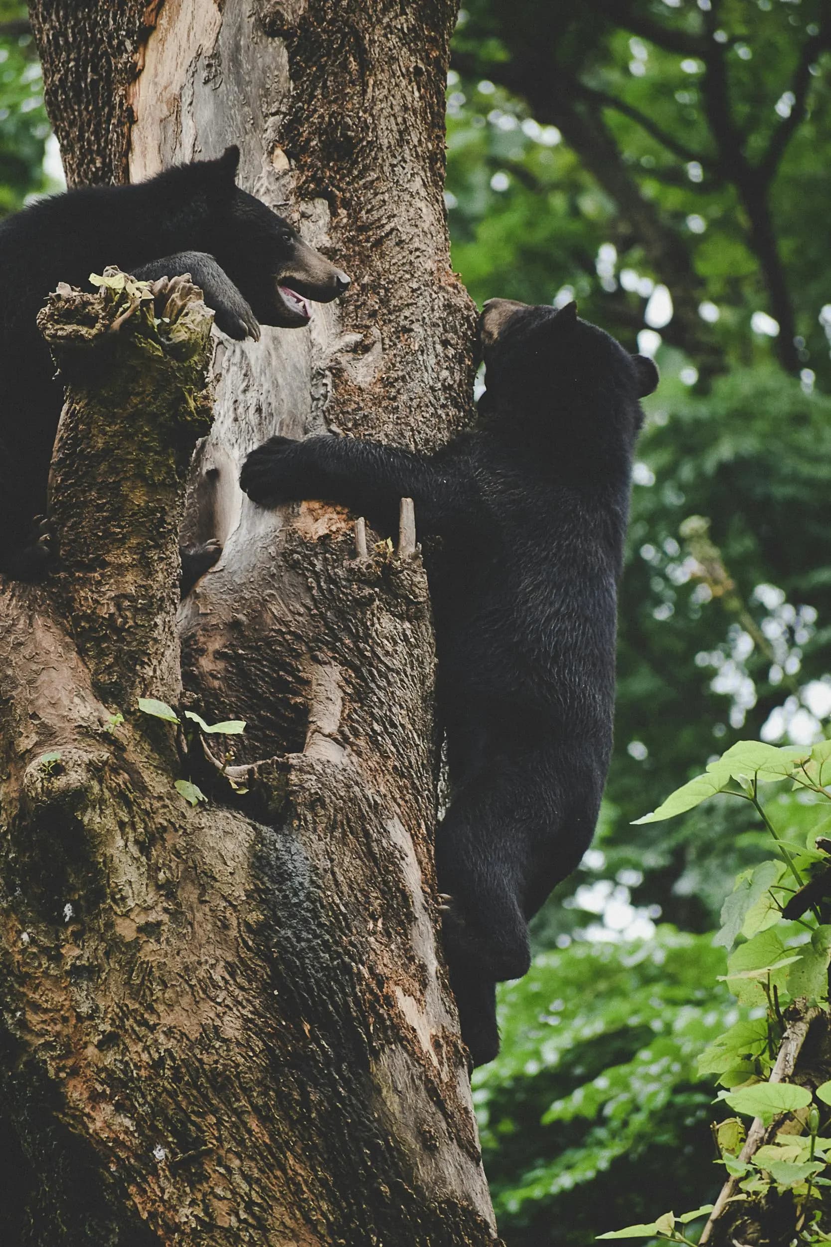 India Wildlife Photography Tour Itinerary